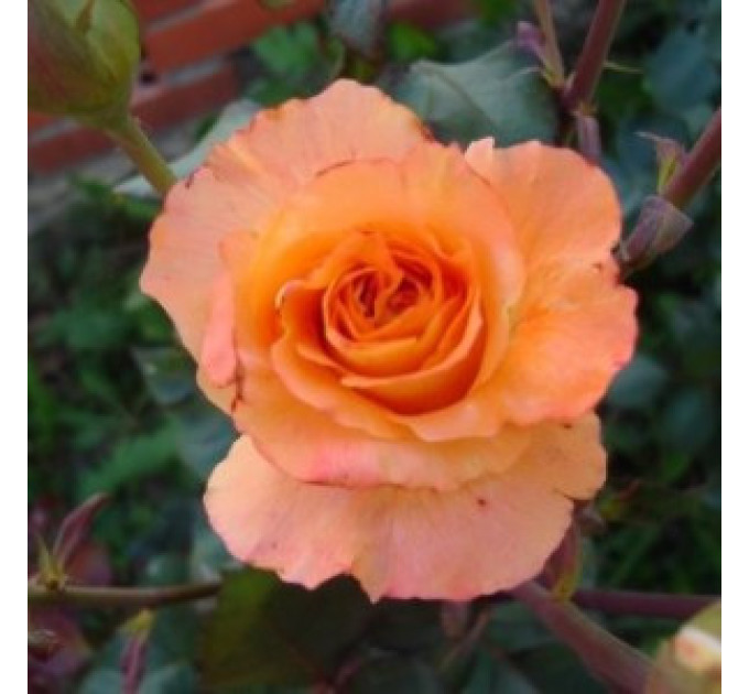 Роза чайно-гибридная сорт Дорис Тистерман