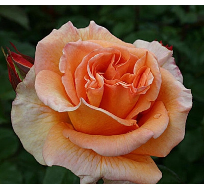 Роза чайно-гибридная сорт Дорис Тистерман