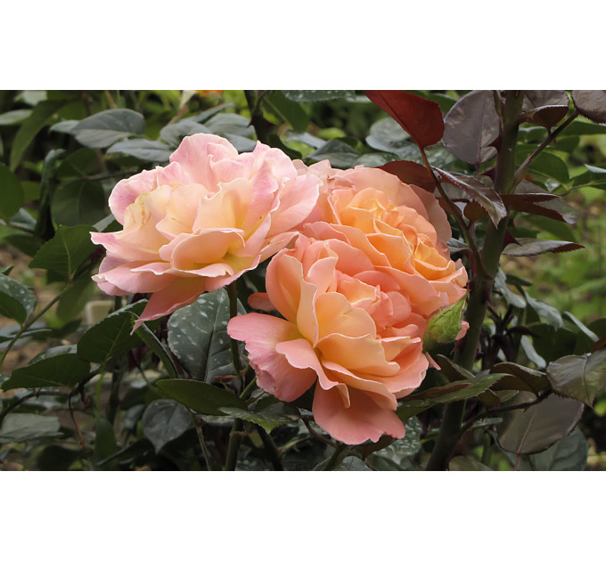 Роза чайно-гибридная сорт Дорис Тистерман