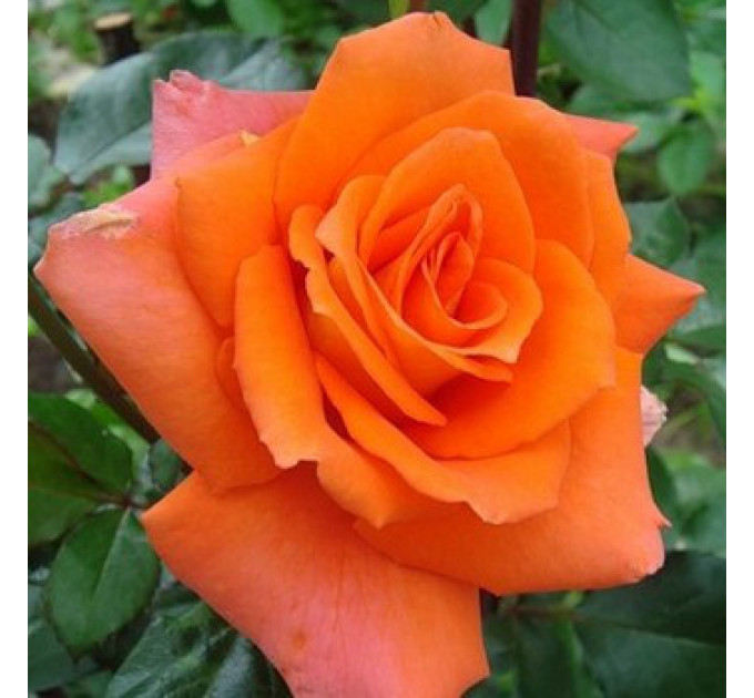 Саженцы розы сорта Monika (Моника)