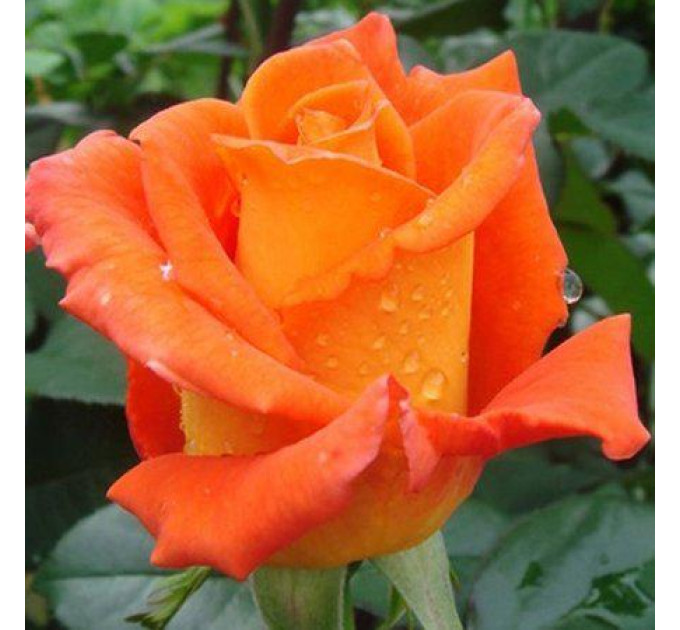 Саженцы розы сорта Monika (Моника)