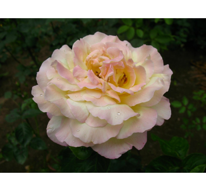 Саженцы роз сорт Роза Пис (Peace)