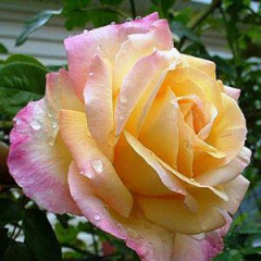 Саженцы роз сорт Роза Пис (Peace)