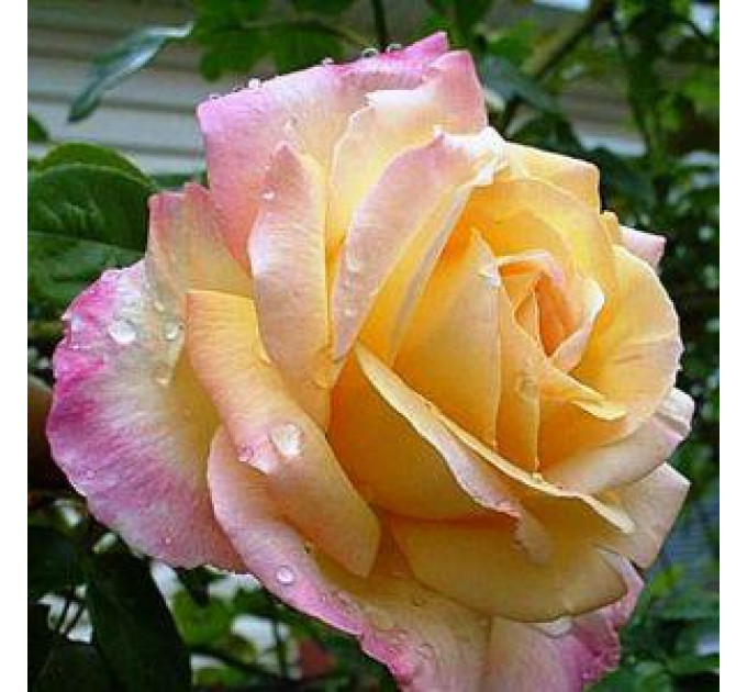 Саженцы роз сорт Роза Пис (Peace)