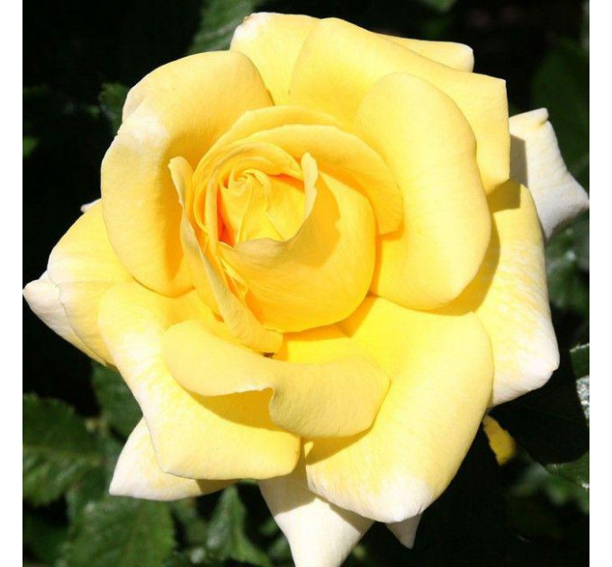 Роза чайно-гибридная Беролина (Berolina)