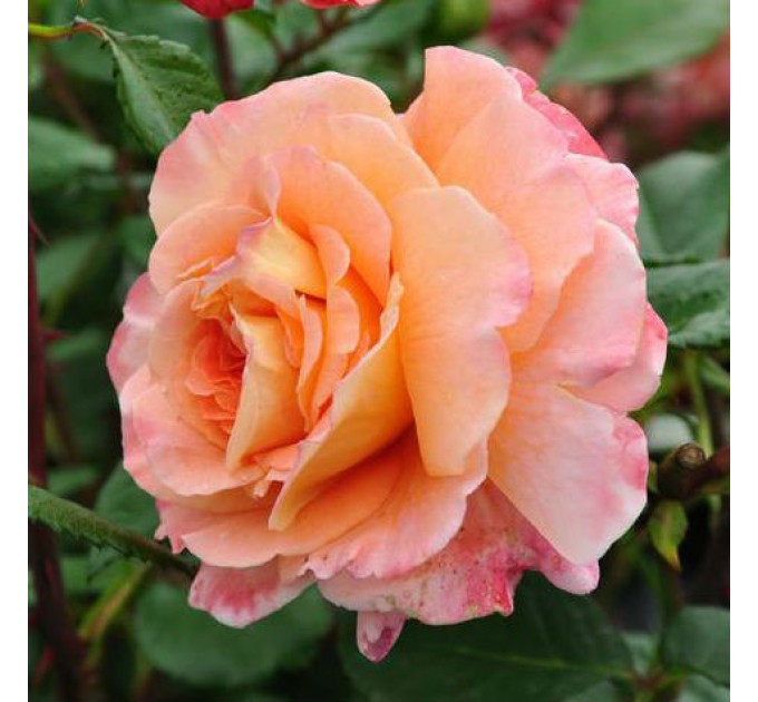 Роза чайно-гибридная Люстиге