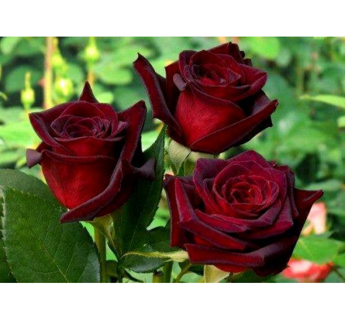 Роза чайно-гибридная Блэк Баккара