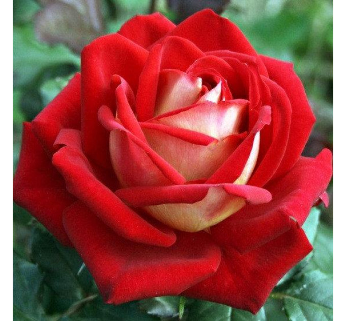 Роза чайно-гибридная Кроненбург