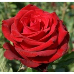 Роза чайно-гибридная Ред Берлин
