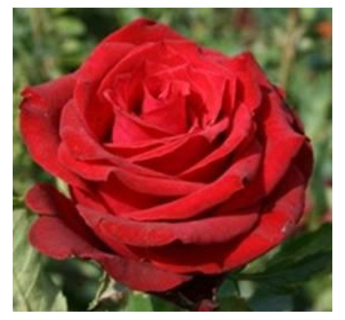 Роза чайно-гибридная Ред Берлин