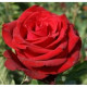 Роза чайно-гибридная Ред Берлин