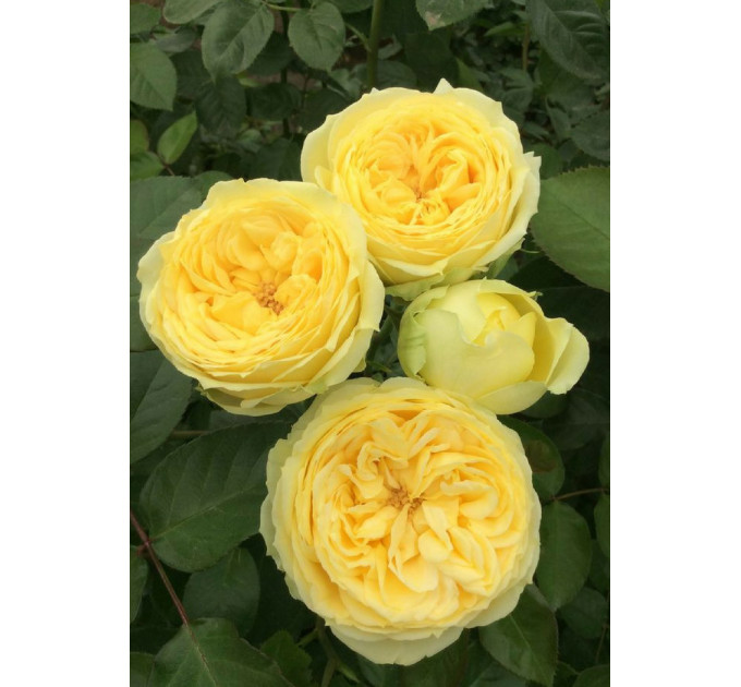 Роза чайно-гибридная Каталина