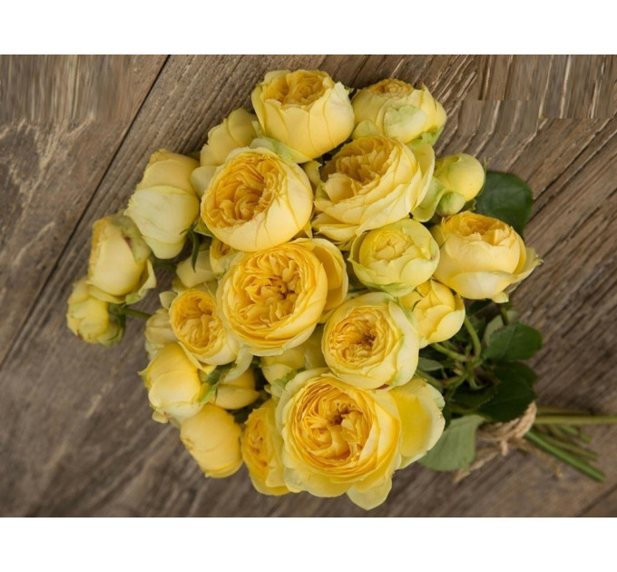 Роза чайно-гибридная Каталина