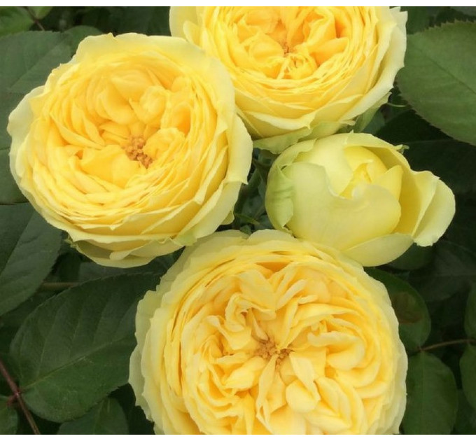 Роза чайно-гибридная Каталина