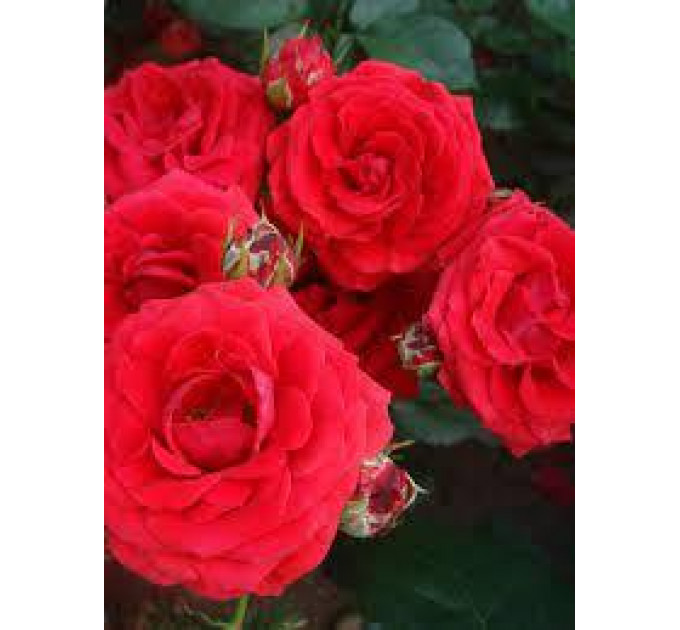 Роза чайно-гибридная сорт Дуфтвольке