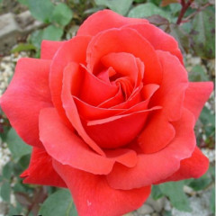 Роза чайно-гибридная сорт Дуфтвольке