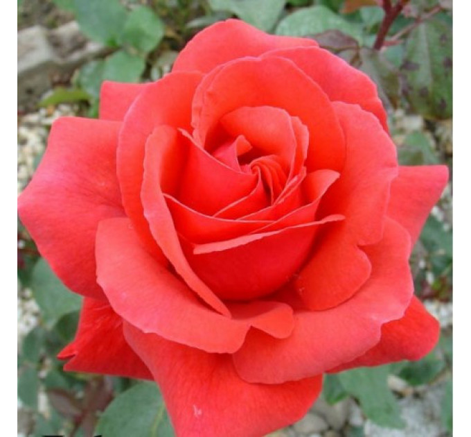 Роза чайно-гибридная сорт Дуфтвольке