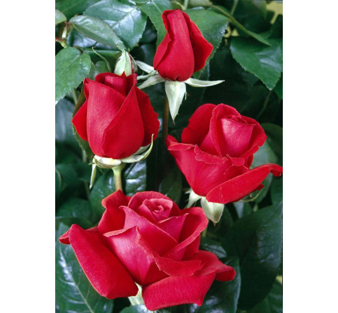 Роза чайно-гибридная сорт Дуфтвольке