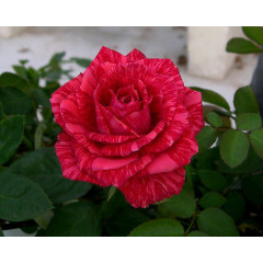 Саженцы роз сорт Red Intuition (Ред Интуишн)