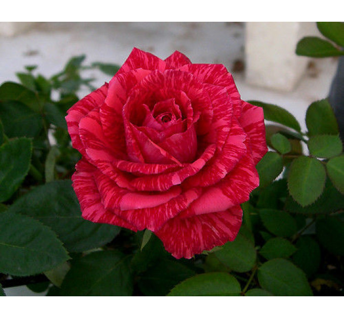 Саженцы роз сорт Red Intuition (Ред Интуишн)