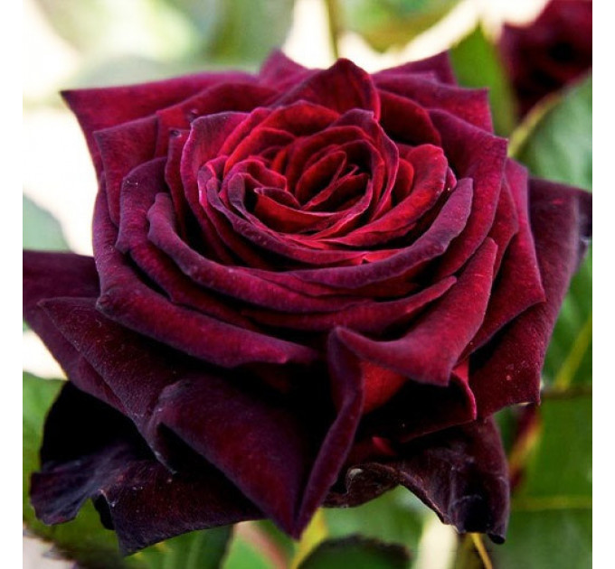 Роза чайно-гибридная Блэк Баккара