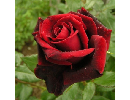 Роза чайно-гибридная сорт Блэк Меджик (Black Magic)