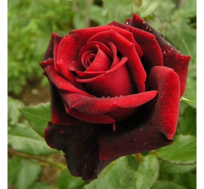 Роза чайно-гибридная сорт Блэк Меджик (Black Magic)