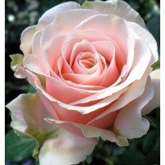 Роза чайно-гибридная Маджестик