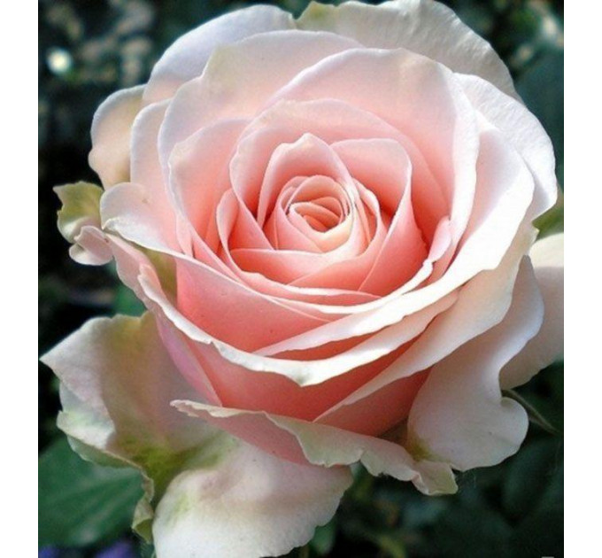 Роза чайно-гибридная Маджестик