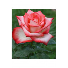 Роза чайно-гибридная Блаш