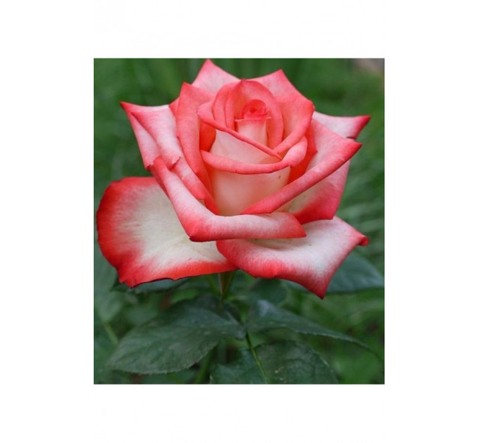 Роза чайно-гибридная Блаш