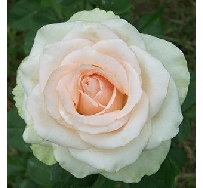 Роза чайно-гибридная Ла Перла