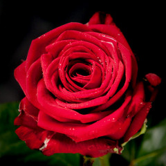 Роза чайно-гибридная Ред Наоми