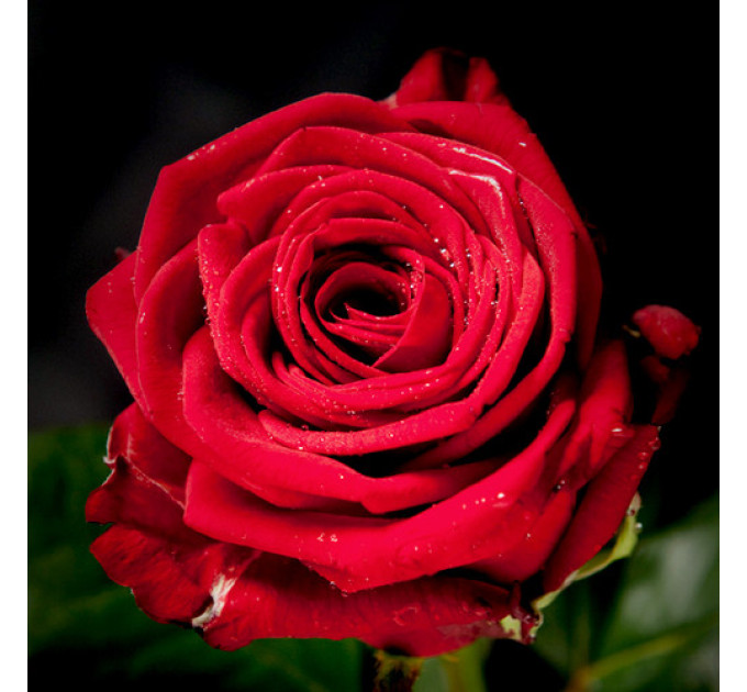 Роза чайно-гибридная Ред Наоми