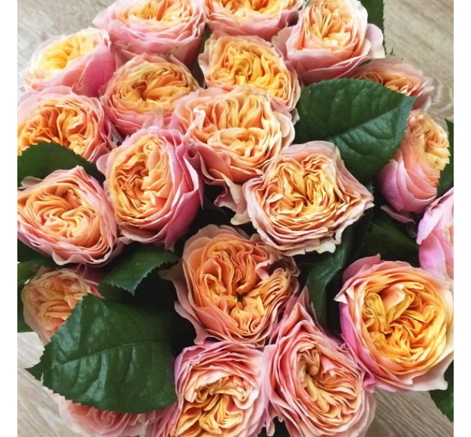 Роза чайно-гибридная Вувузела