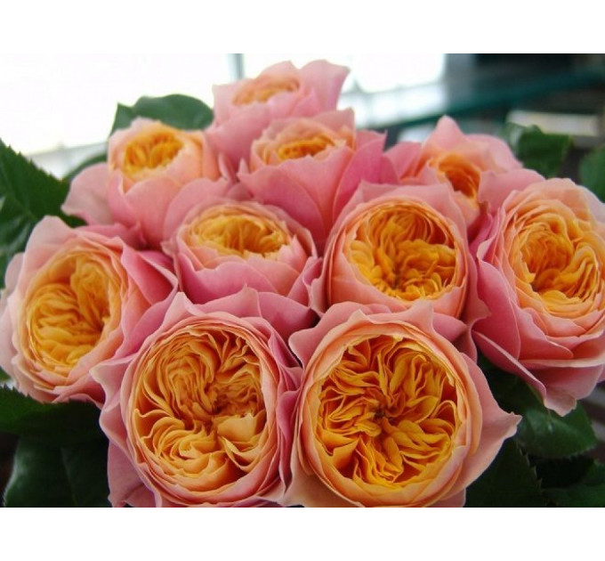 Роза чайно-гибридная Вувузела