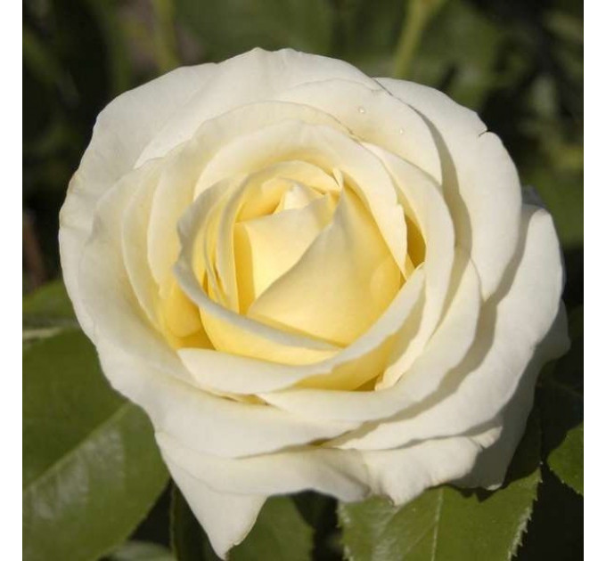 Саженцы роз сорт Chopin (Шопен)