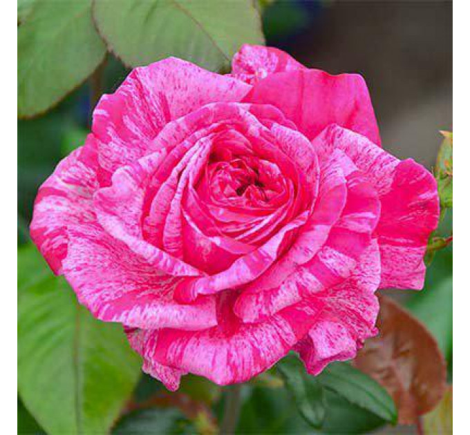 Роза чайно-гибридная Сrazy Fashion (Крейзи Фешн)