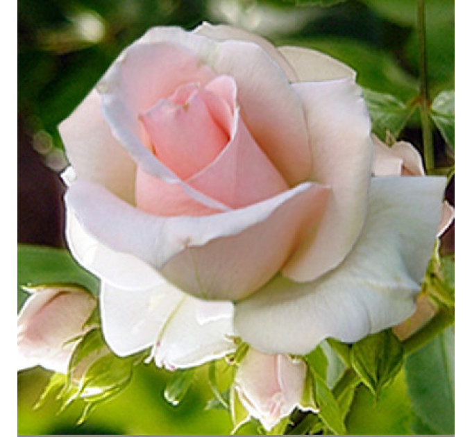 Роза чайно-гибридная сорт Вивальди