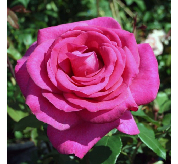 Роза чайно-гибридная Пароле