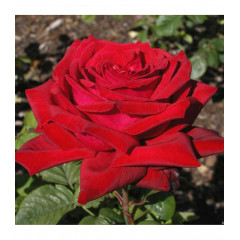 Роза чайно-гибридная Бургунд