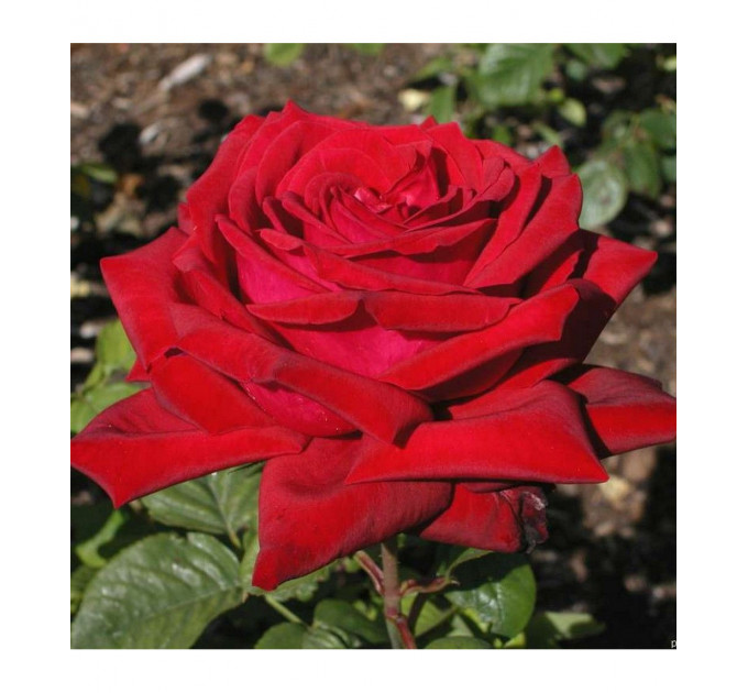 Роза чайно-гибридная Бургунд