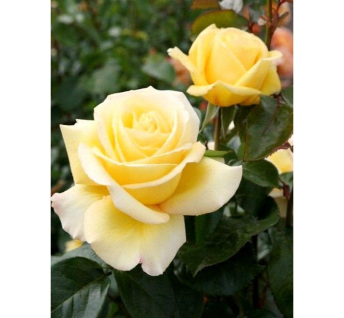 Роза чайно-гибридная Леандра