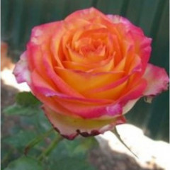 Роза чайно-гибридная Утопия