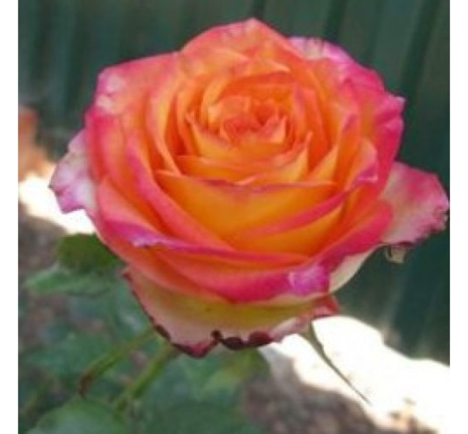 Роза чайно-гибридная Утопия