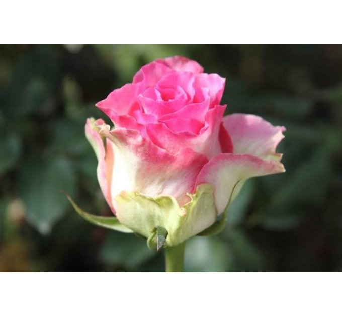 Роза чайно-гибридная Малибу