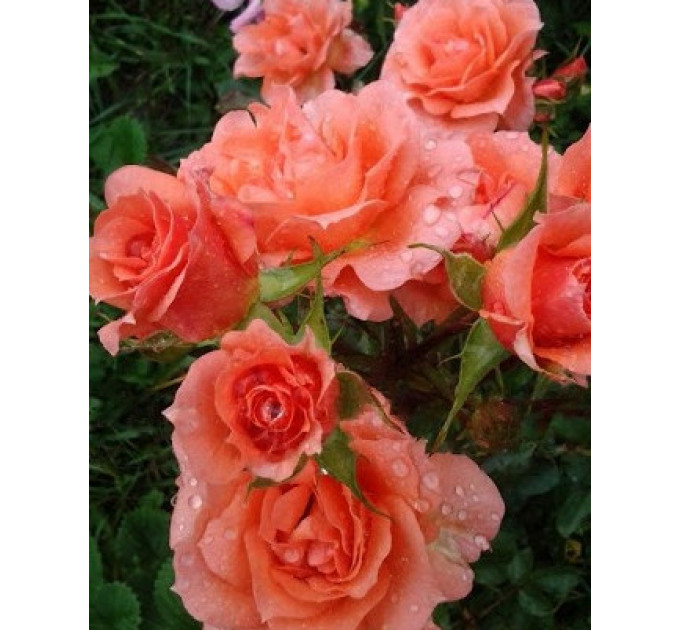 Роза чайно-гибридная сорт Генезис