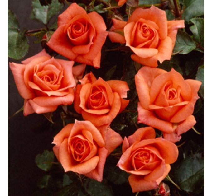 Роза чайно-гибридная сорт Генезис