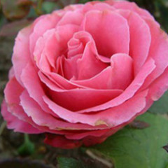 Роза чайно-гибридная Монтесума (Montezuma)