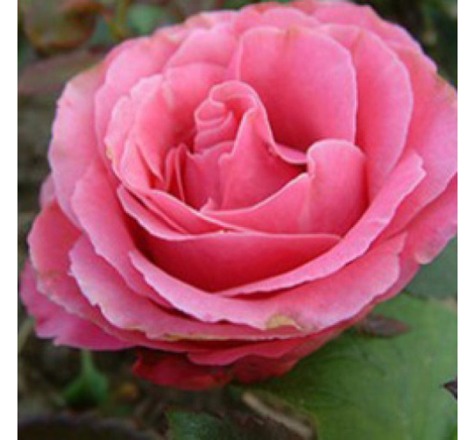 Роза чайно-гибридная Монтесума (Montezuma)